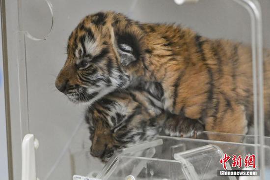 Two South China tiger cubs in good shape in China's Guangdong