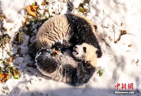 Pandas enjoy themselves in snow in China's Sichuan