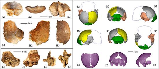 Largest Middle Pleistocene skull excavated in China