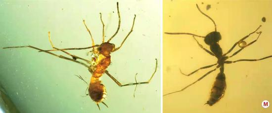 The left picture shows a specimen of an alienopterid nymph in an amber from Myanmar and the right picture shows a specimen of a primitive ant. (Nanjing Institute of Geology and Palaeontology under the Chinese Academy of Sciences/Handout via Xinhua)