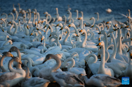 Whooper swans seen at reserve in Rongcheng