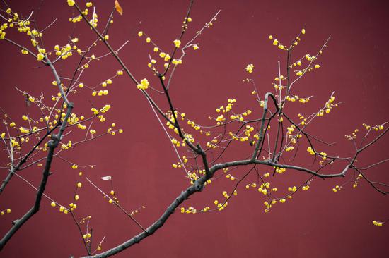 Wintersweets bloom in Nanjing