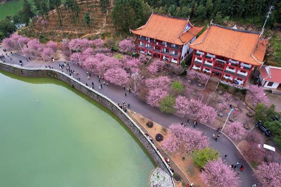 Plum blossoms bloom in ancient temple in Fuzhou