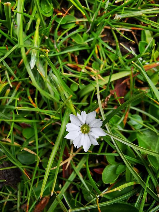 World's 'shiest' flower discovered on Qinghai-Tibet Plateau