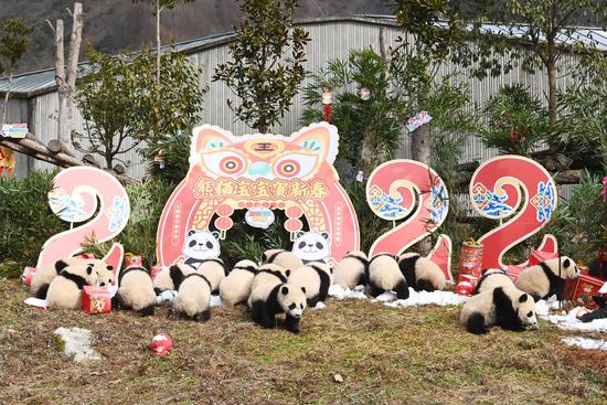 Giant panda cubs make group appearance in SW China's Sichuan