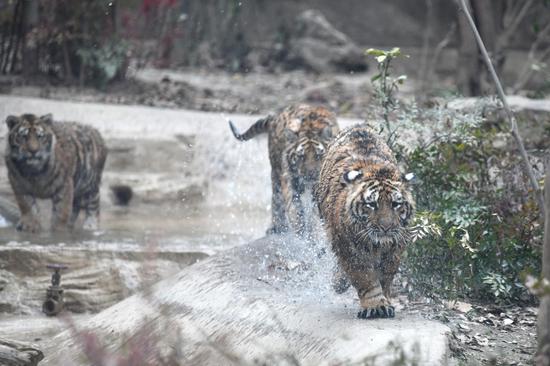 Three Siberian tiger cubs meet the public at Chengdu Zoo