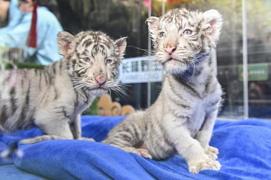 Newborn white tiger cubs make debut in S China's Guangdong