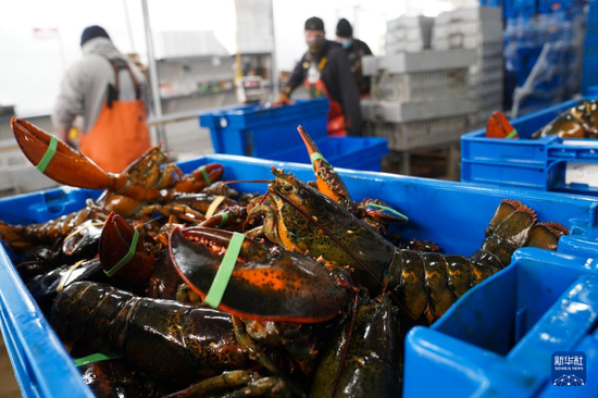 Workers sort lobsters by size at The Lobster Co. in Arundel, Maine, the United States, Jan. 24, 2022. (Xinhua/Wang Ying)