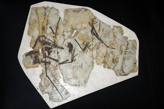 Fossils reveal that pterosaurs puked pellets