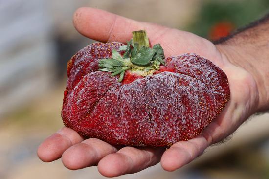 289 gram strawberry sets Guinness record