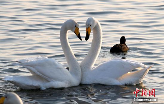 Whooper swans rest in east China city before migrating back