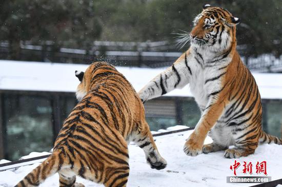 Siberian tigers play in snow in SW China