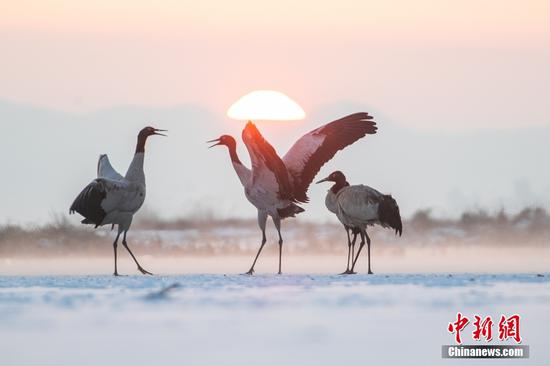 Black-necked cranes dance in sunshine in Guizhou