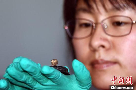 Zhang Yue shows the deer-tooth decoration discovered in Ningxia Hui Autonomous Region. (Photo: China News Service/Sun Zifa)