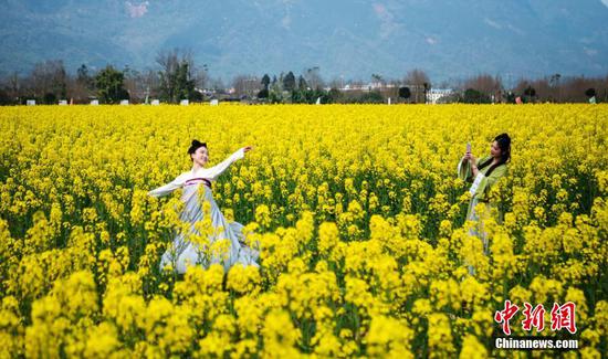 Rapeseed flowers in bloom in Sichuan