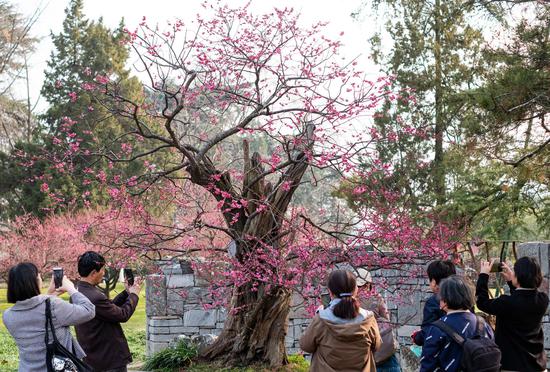 600-year-old plum tree in full blossom