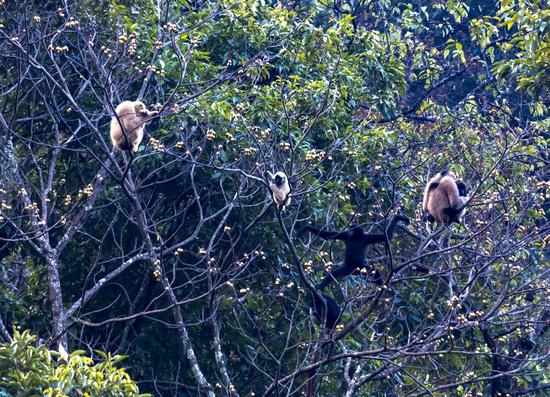 Photo taken on Jan. 22, 2021 shows several western black crested gibbons collecting fruit on the tree in Pu'er, southwest China's Yunnan Province. (Xinhua/Chen Xinbo)
