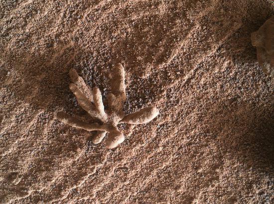 NASA's rover captures mineral 'flower' on Mars