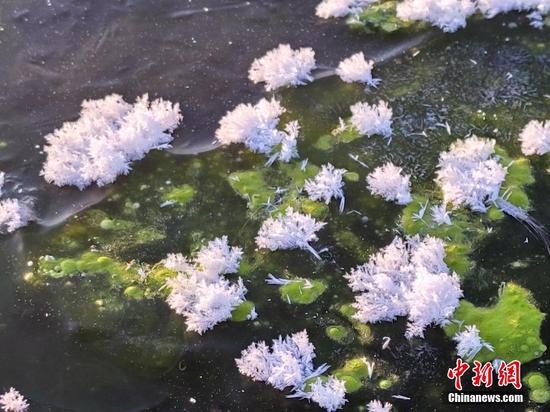 Natural wonder: frost flowers 'bloom' in Pole of Cold in China