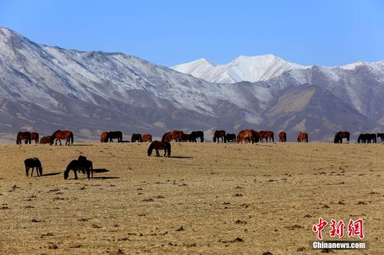 Thousand-year-old Shandan horse ranch in Gansu