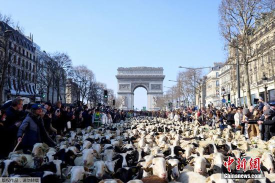 Thousands of sheep march down Champs Elysees avenue in Paris