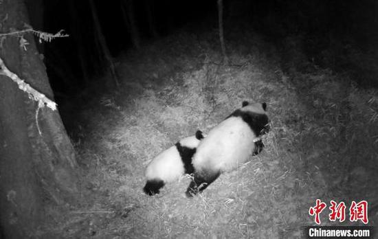 Video footage recorded by an infrared camera captured the panda cub following its mother to a tree hole to rest on March 5. (Photo/China News Service)