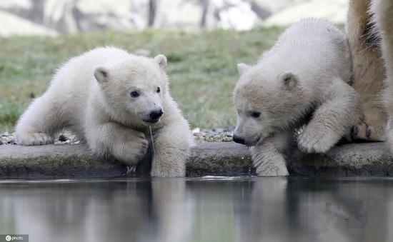 Polar bear twins Kaja and Skadi meet the public in Germany