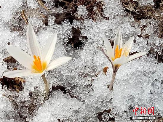 Wild lilies in full bloom as snow melts in Xinjiang