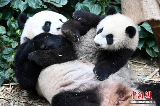Giant panda cub meets public with mom in Singapore