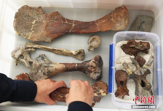 169-mln-yr-old new-species stegosaur fossil discovered in Chongqing