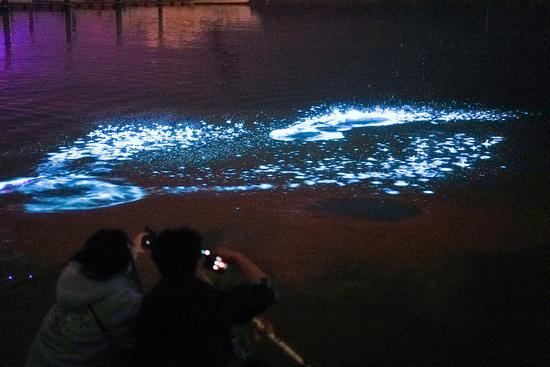 Sea water turns fluorescent in Shandong