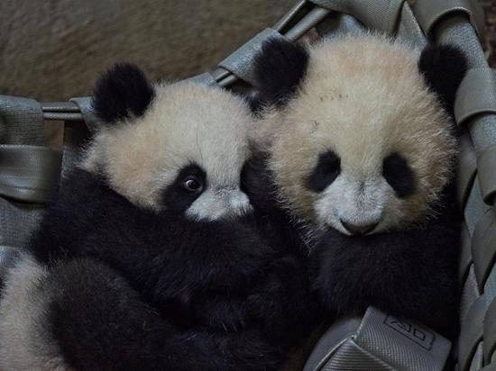 Meet the panda twins Huan Lili and Yuan Dudu in France