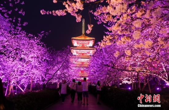Charming night view of cherry blossoms in Wuhan