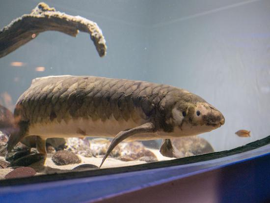Meet Methuselah, the world's oldest living aquarium fish in U.S.