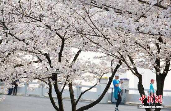 Visitors enjoy spring blossoms across China