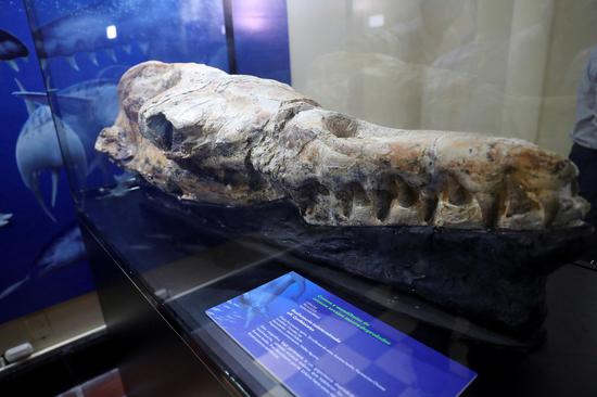 36-million-year-old whale fossil on display in Peru
