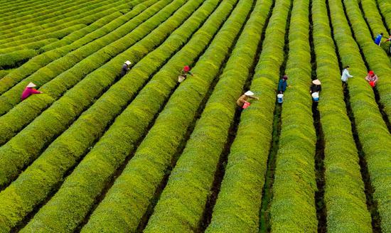 Spring tea plantation enters harvest in Jiangxi