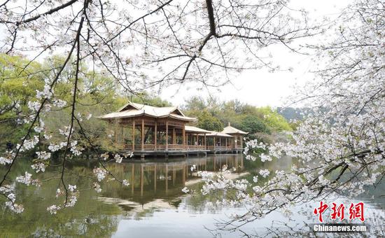 Cherry blossoms add beauty to scenic areas across China