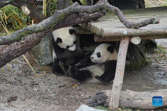 Giant panda twins are seen at Madrid Zoo Aquarium in Madrid, Spain, on March 21, 2022. Giant panda twins 