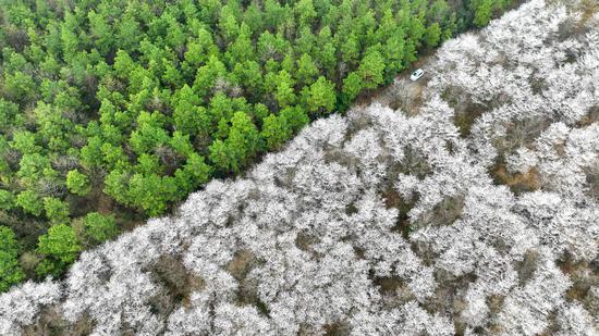 Cherry trees in full blossom beside tea plantation in Anhui