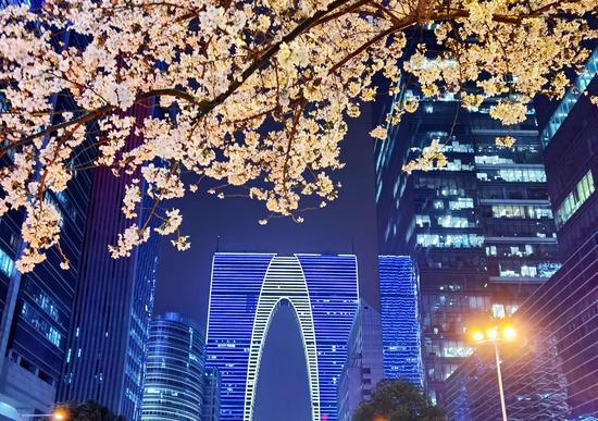 People enchanted with night view of cherry blossoms in Suzhou