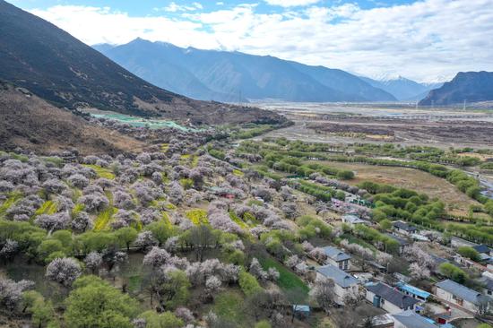 Sea of peach blossoms in Tibet