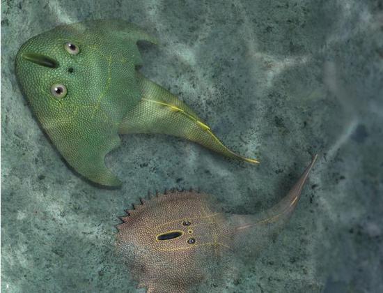 Oldest fishes from the Silurian red beds discovered in Jiangxi