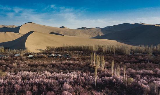 Apricot blossoms add charm to Mingsha Mountain in Dunhuang