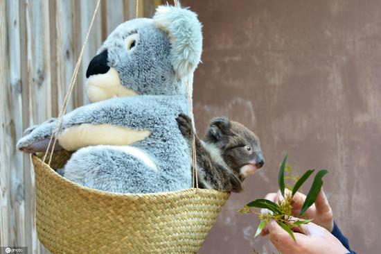 Koala baby weighted with soft toy to ease stress at British Zoo