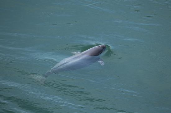 Yangtze finless porpoises spotted in waters of Gezhouba Dam in Hubei
