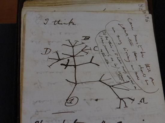 Missing Darwin notebooks returned to university