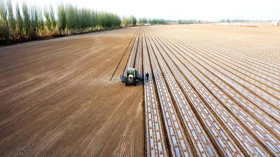 Cotton seeds sowing starts in Xinjiang