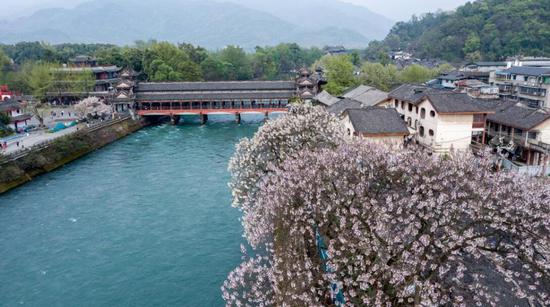 Blossoms add color to ancient Dujiangyan Irrigation System