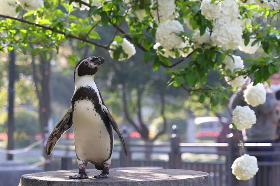 Humboldt penguins enjoy sunshine and spring flowers in Nanjing